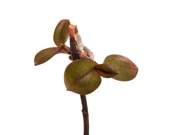 Propagazione vegetativa di orchidee, isolate su bianco — Foto Stock