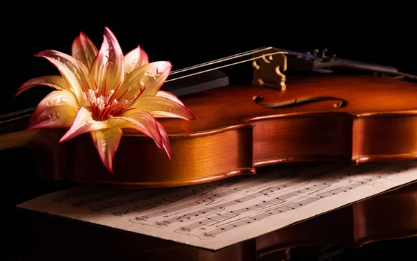 Violin lies on the music notebook, top beautiful flower isolated — Stockfoto