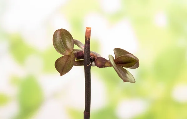 Fragment of Phalaenopsis during the growing season — Stok fotoğraf