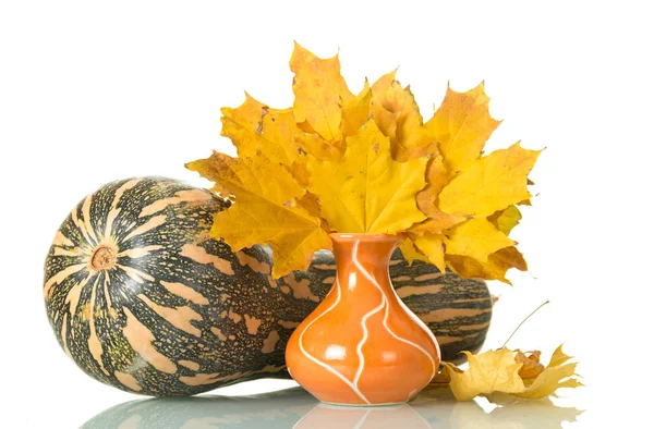 Großer gestreifter Kürbis und Vase mit Herbstblättern isoliert — Stockfoto