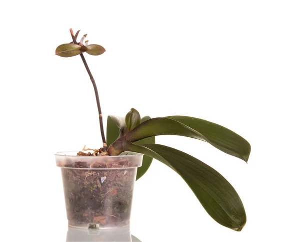 Reproductie van een orchidee, pijl met nieuwe plant, geïsoleerd — Stockfoto