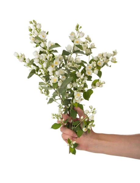 Bouquet of fragrant fresh Jasmine in the woman's hand, isolated on white — Stok fotoğraf