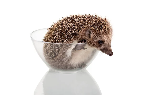 Hedgehog tentando sair da tigela de vidro, isolado em branco — Fotografia de Stock