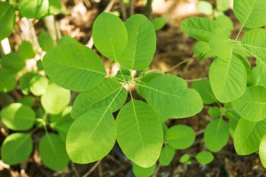 Deri cotinus dekoratif çalı genç bitki