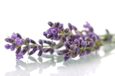 Taze kokulu lavanta tozu.