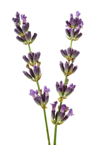 Sprig con fiori di lavanda isolati su bianco — Foto Stock