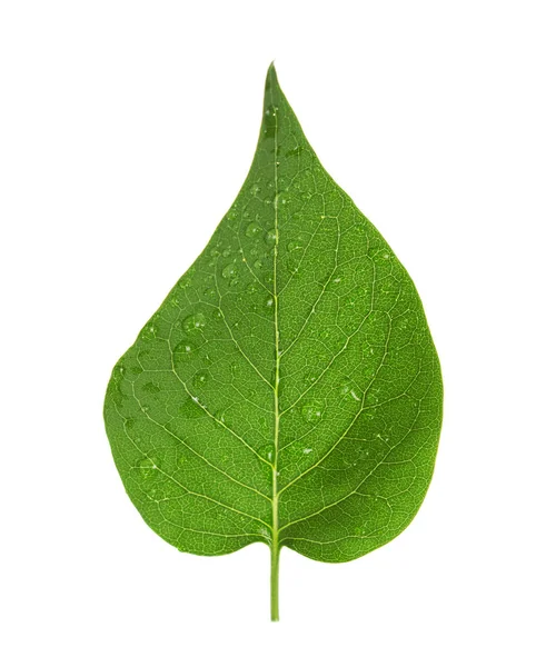 Зеленый лист сирени с полосками и капли воды изолированы на белом — стоковое фото