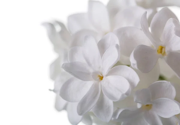 Delikat asterisker av snövita blommor syren isolerad på vit — Stockfoto