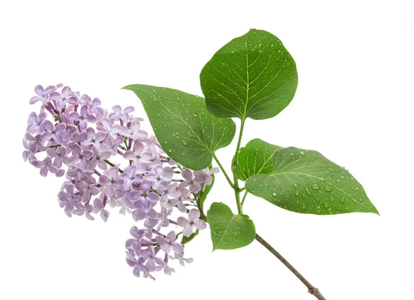 Small sprig of lilac with leaves in water drops isolated on white — Stock Photo, Image