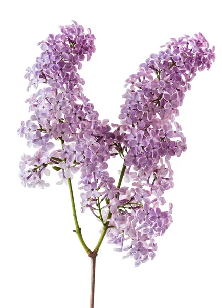 淡淡的淡紫色分枝，在白色上分离 — 图库照片