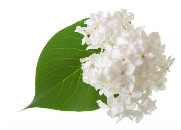 Delicadas flores de lila blanca como la nieve y hoja verde aisladas en blanco —  Fotos de Stock