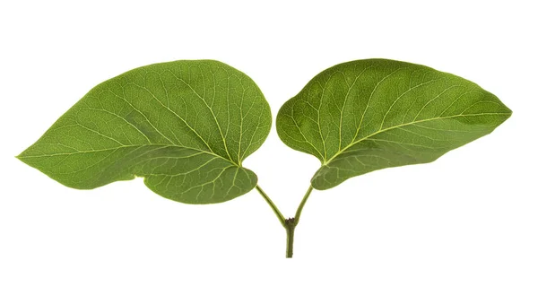 Joven escape de lila, con dos hojas, aisladas en blanco —  Fotos de Stock