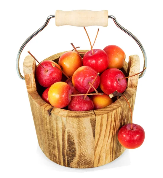 Wooden Bucket Full Paradise Apples Isolated White Background — Stock Photo, Image