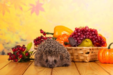 Komik gri kirpi bej ahşap masada, meyve ve sebze sepetinin yanında oturur.