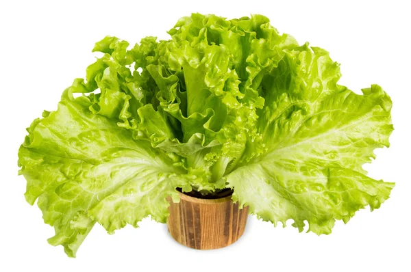 Frische Salatblätter Holzeimer Isoliert Auf Weißem Hintergrund — Stockfoto