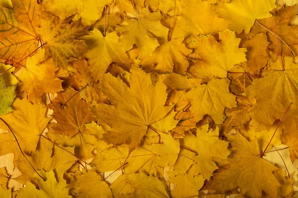 Fallen Autumn Maple Leaves Close Table Background — Stok fotoğraf