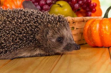 Gri dikenli kirpi, yaklaş, meyve sepeti ve balkabağı ahşap masada.