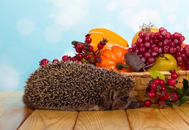 Bir sepet meyve ve sebze, gri dikenli kirpiye yakın, bej ahşap masa üzerinde