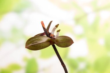 Açık yeşil arka planda bir Phalaenopsis dalında yeni filizler