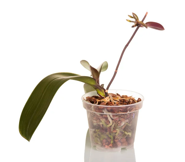 Vaso Trasparente Con Orchidea Ramo Con Nuovi Germogli Isolato Fondo — Foto Stock