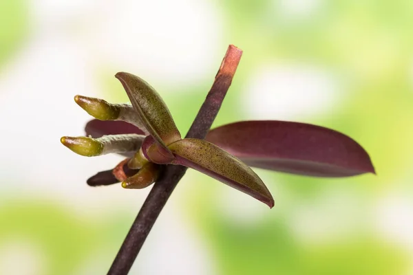 Büyüme Mevsiminde Açık Yeşil Arka Planda Yeni Filizlerle Phalaenopsis Kökü — Stok fotoğraf