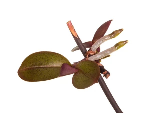 Flecha Phalaenopsis Con Nuevos Brotes Aislados Sobre Fondo Blanco —  Fotos de Stock
