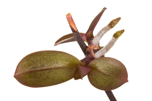 Tallo Phalaenopsis Proceso Vegetación Nuevos Brotes Aislados Sobre Fondo Blanco —  Fotos de Stock