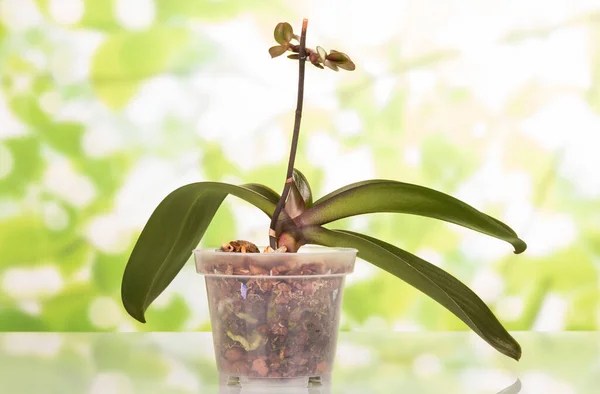 Potje Orchidee Tijdens Het Groeiseizoen Lichtgroene Achtergrond — Stockfoto