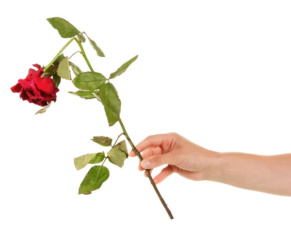 フェード壊れた赤いバラで彼女の手隔離された上に白い背景 — ストック写真