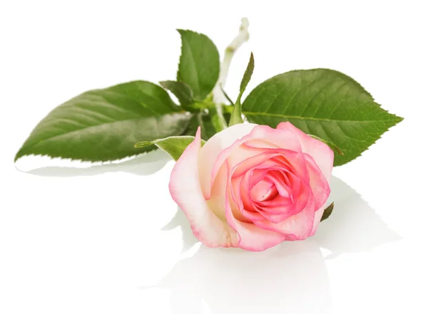 Beautiful Beige Rose Pink Trim Isolated White Background — Stock Photo, Image