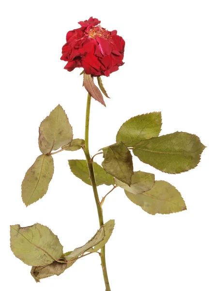 Rosa Descolorida Lánguida Con Pétalos Caídos Aislados Sobre Fondo Blanco —  Fotos de Stock