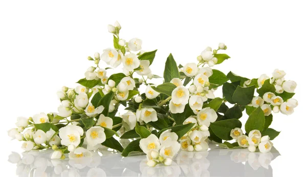 Takken Met Bladeren Bloemen Zacht Geurende Jasmijn Geïsoleerd Witte Achtergrond — Stockfoto