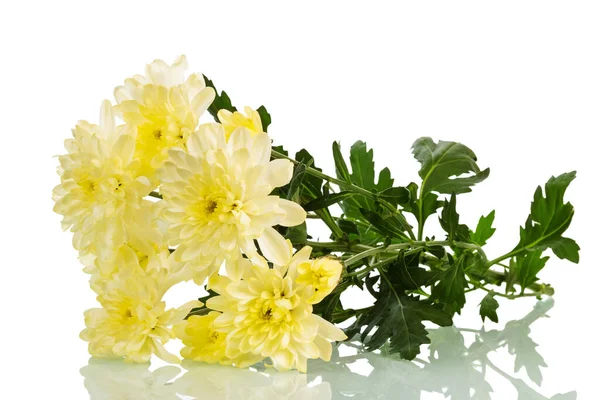 Ramo Crisantemos Amarillos Hojas Aisladas Sobre Fondo Blanco —  Fotos de Stock