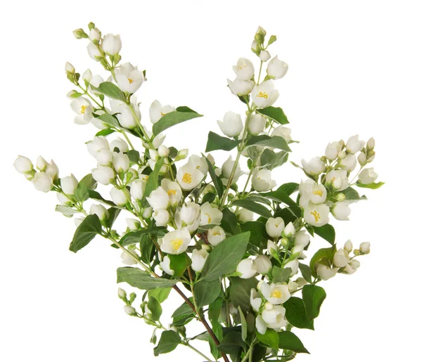 Wonderful Bouquet Jasmine Branches Isolated White Background — Stock Photo, Image