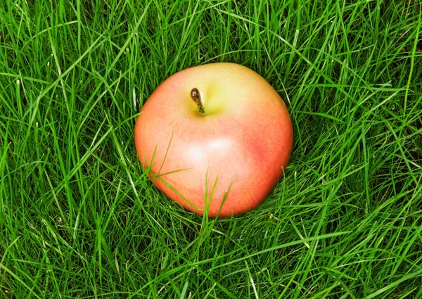 Mogna Äpplen Ligger Grönt Gräs Bakgrund Utsikt Ovanifrån — Stockfoto