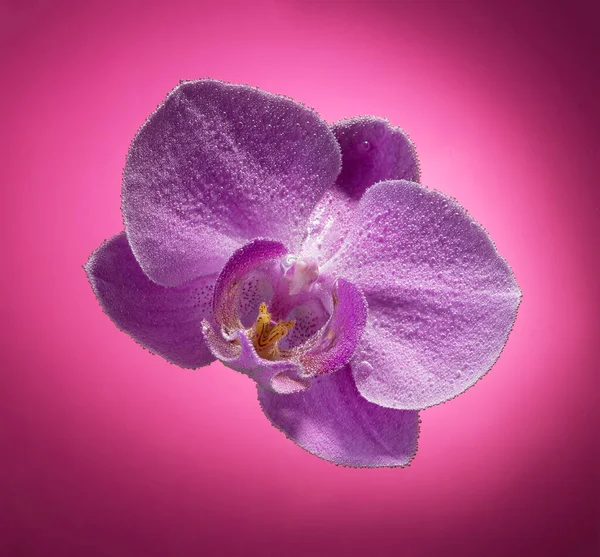 Closeup orchid flower in pearl air bubbles on a purple background