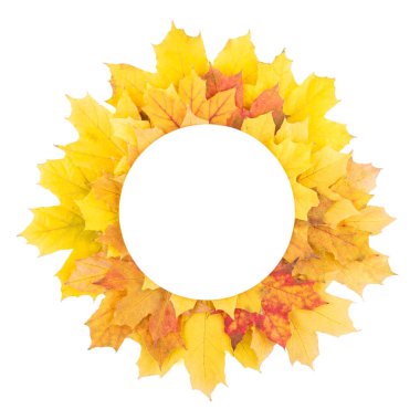 Parlak akçaağaç yapraklarının sonbahar kartı beyaz arkaplanda izole edilmiş yazıtlar için bir yere sahiptir