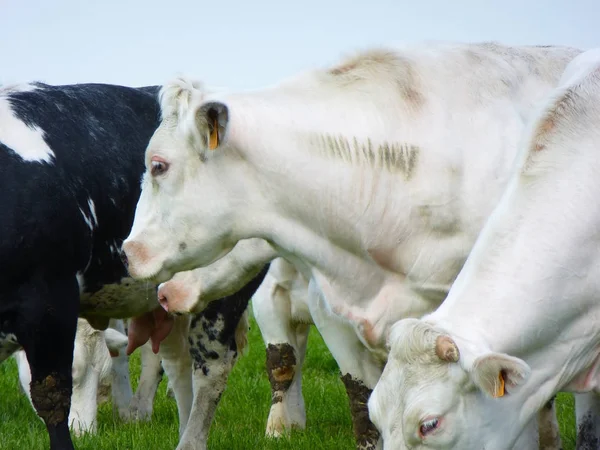 Gras grazende koeien Stockfoto