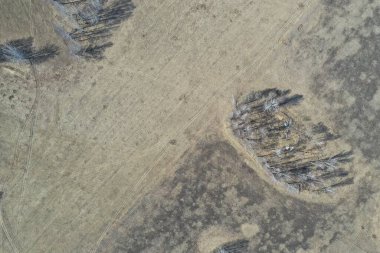 Tarla ve orman manzarası, kuru otlar ve ağaçlar. Soyut arkaplan.