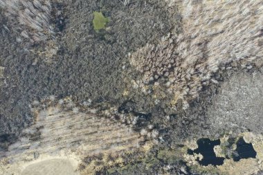 Tarla ve orman manzarası, kuru otlar ve ağaçlar. Soyut arkaplan.