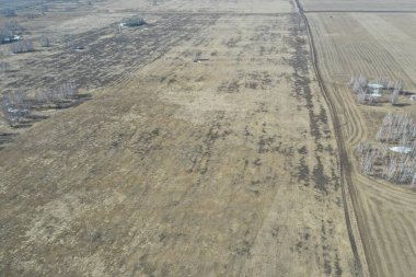 Saha manzaralı kuru çimenler, ilkbahar, nisan güneşli bir gün. Novosibirsk bölgesi, Rusya.