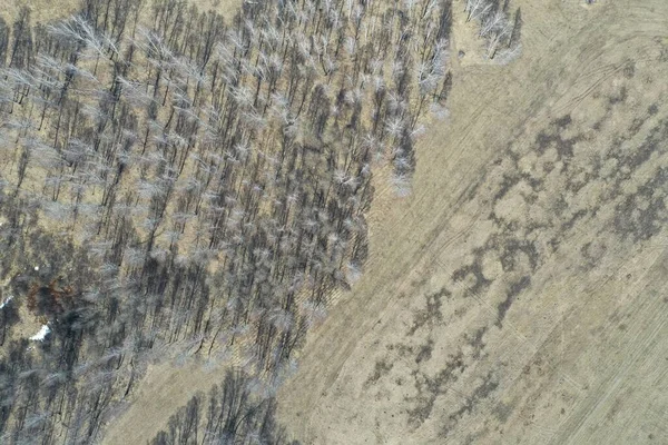 Tarla ve orman manzarası, kuru otlar ve ağaçlar. Soyut arkaplan.