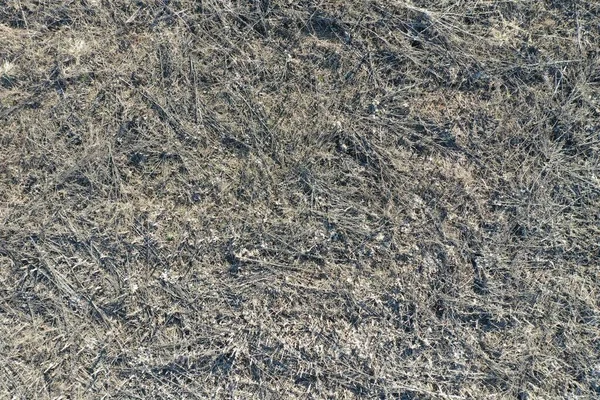 Saha manzaralı kuru çimenler, ilkbahar, nisan güneşli bir gün. Novosibirsk bölgesi, Rusya.