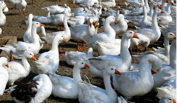 Many white geese with red beaks sitting together in a corral at the farm.