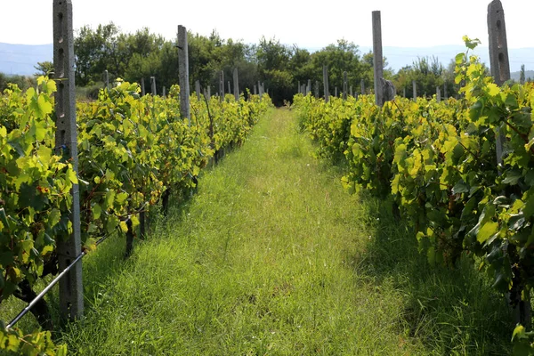 Uva Roja Colgando Rama Día Verano Tiempo Cosecha Producción Vino — Foto de Stock