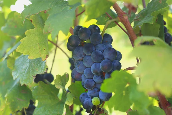 Uva Roja Colgando Rama Día Verano Tiempo Cosecha Producción Vino — Foto de Stock