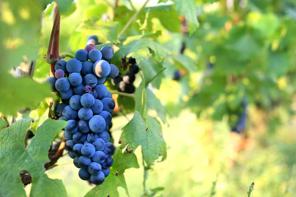 Uva Roja Colgando Rama Día Verano Tiempo Cosecha Producción Vino — Foto de Stock