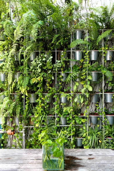 Duvardaki yeşil bitkiler iç dekoratif unsurlar. Çevre dostu kavram. Dikey fotoğraf.