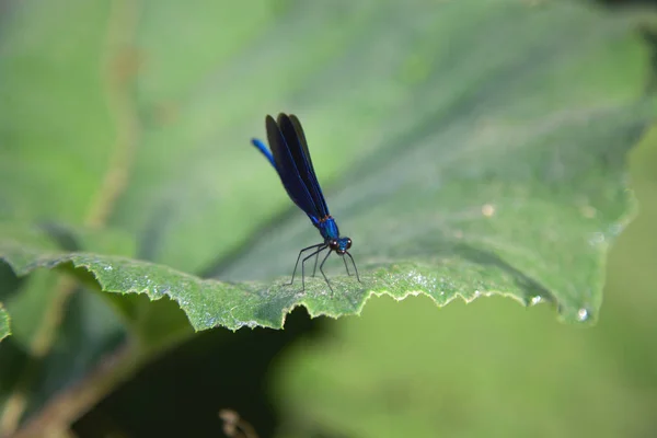 Modrá Vážky Zblízka Sedí Listí Albánském Lese — Stock fotografie