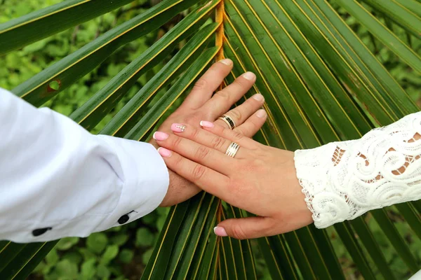 Wedding couple holding hands on tropical palm leaf  background. Two hands wearing wedding rings in honeymoon trip in Sri Lanka.